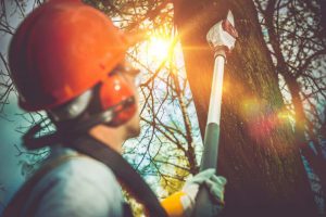 Tree Services Colts Neck Township