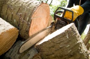 Tree Services Freehold Borough