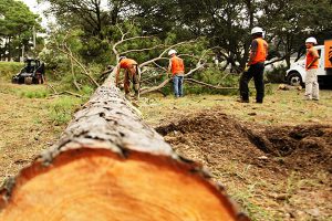Tree Services Freehold Township