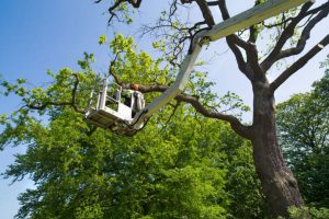 Tree Services Hazlet Township