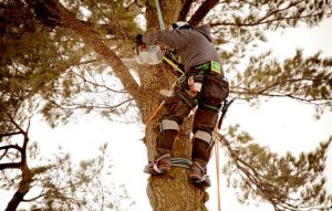 Tree Services Holmdel Township