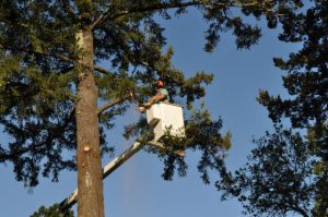 Tree Services Manalapan Township