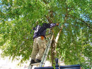 Tree Services Manasquan