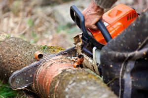 Tree Services Monmouth County