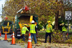 Tree Services Ocean Township