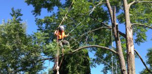 Tree Services Shrewsbury Borough