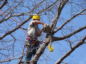 Tree Services Shrewsbury Township