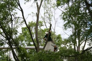 Tree Services Upper Freehold Township