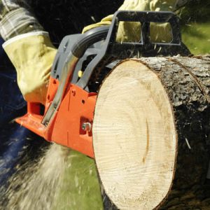 Tree Services Wall Township