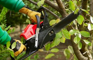 Tree Services West Long Branch