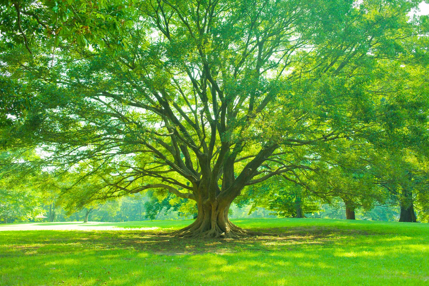 frontier_big_tree_header