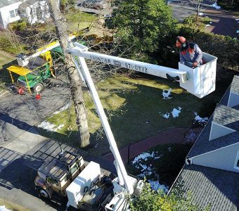 Tree Service, Tree Removal, [Red Bank NJ] | Frontier Tree Company ...