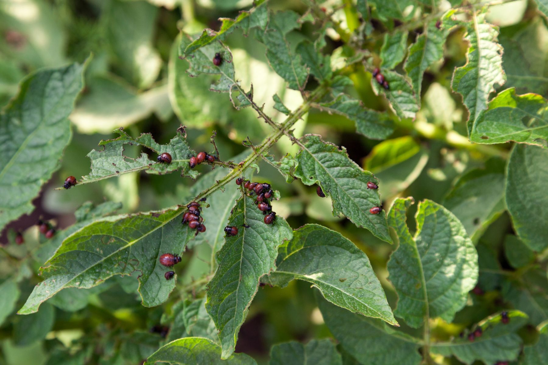 Organic Pest Management for Trees & Shrubs in Monmouth County ...