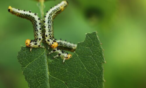 Common Tree Pests