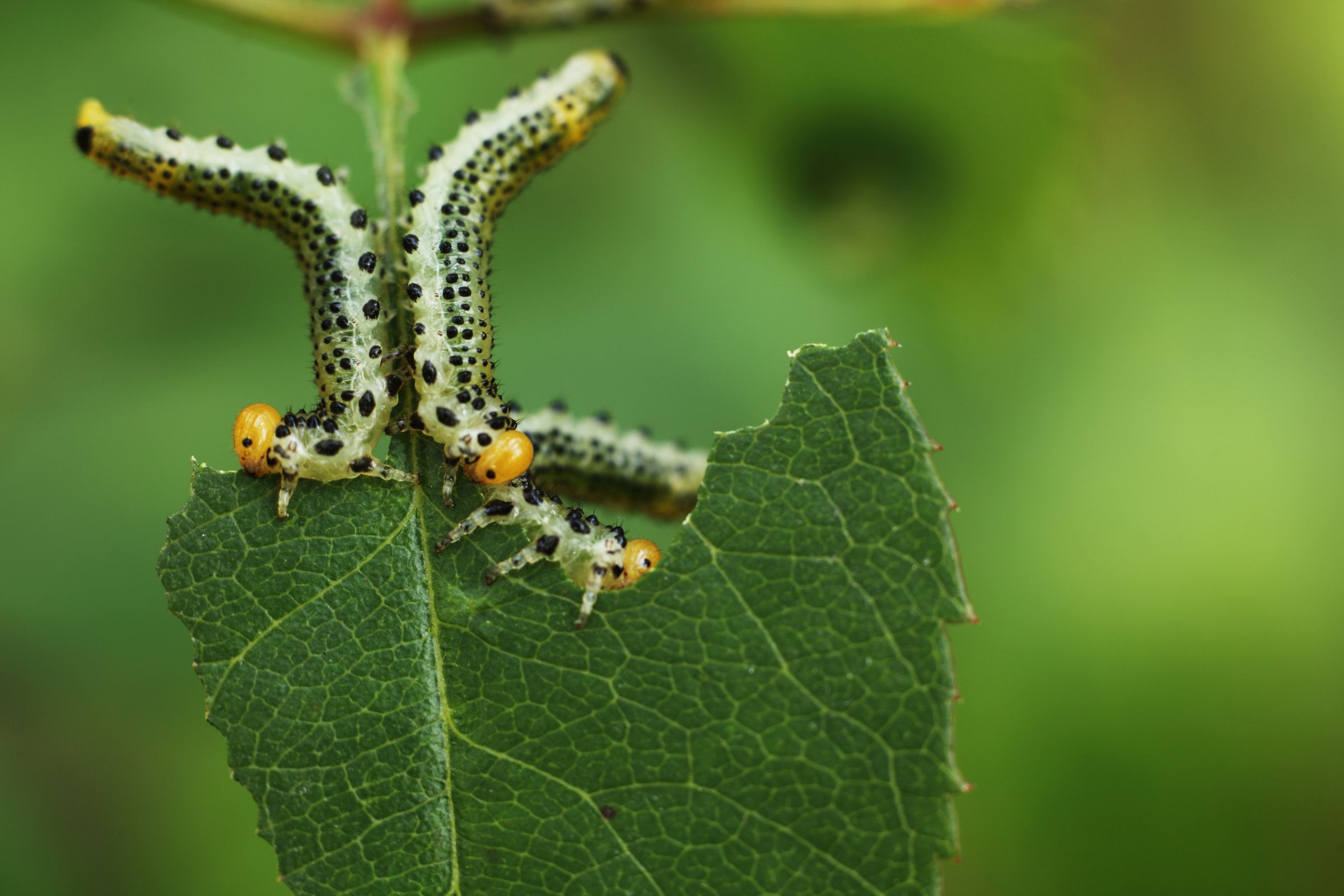 Common Tree Pests