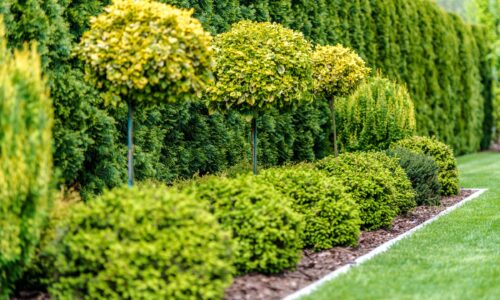 Spring Tree & Shrub Care
