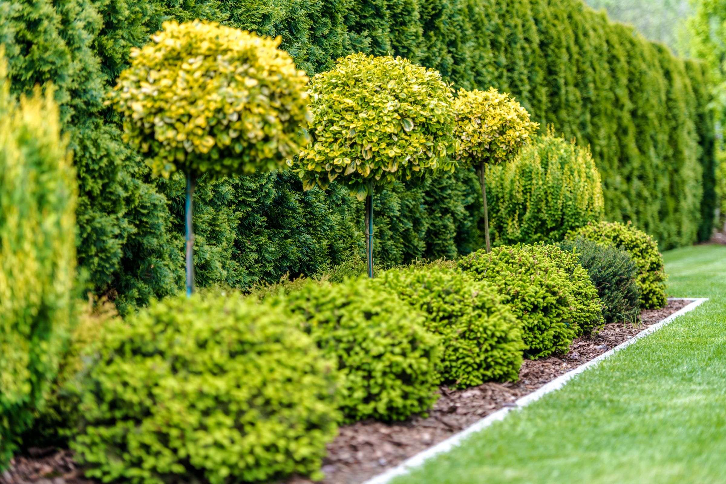 Spring Tree & Shrub Care