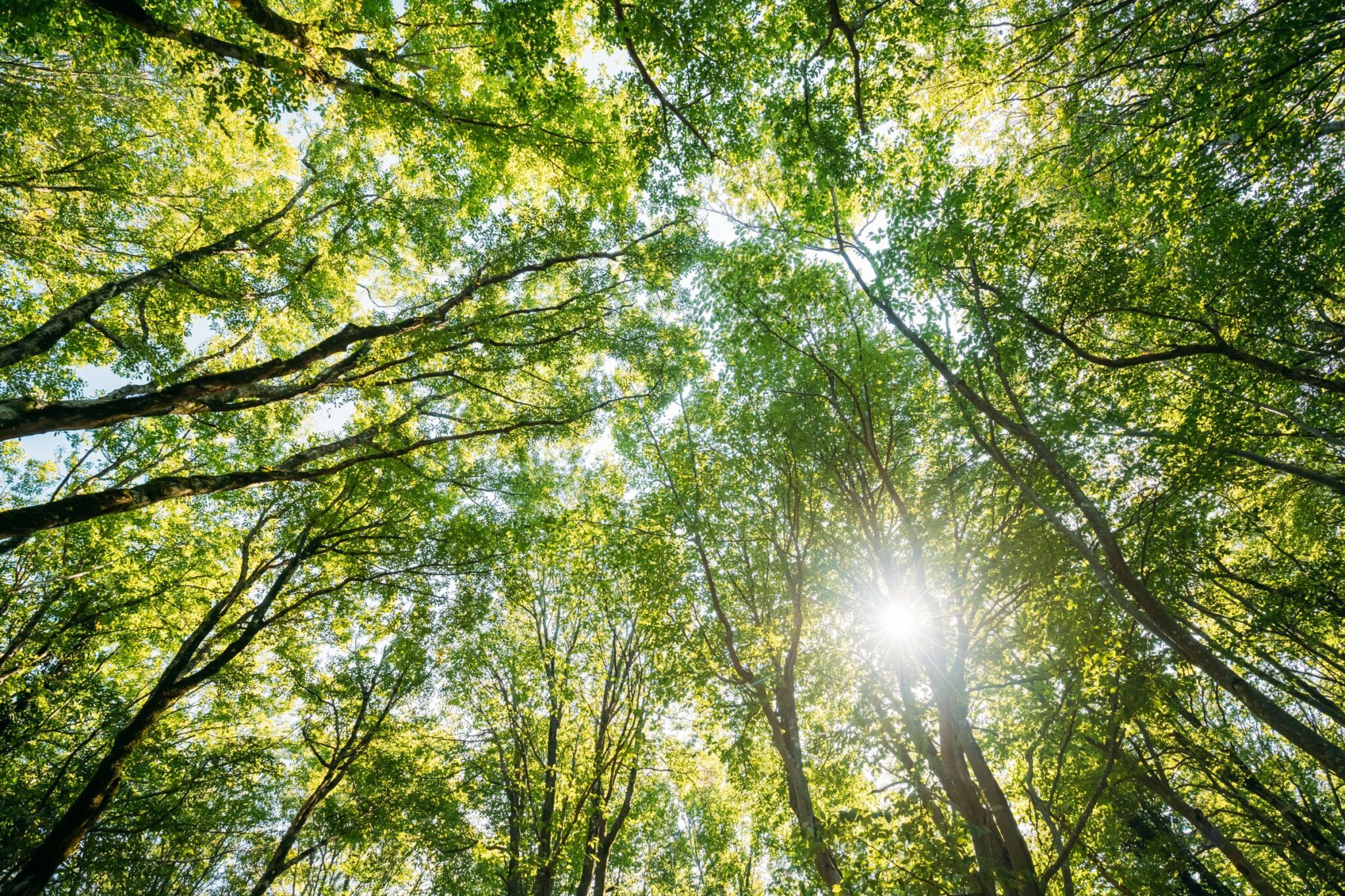 How to Protect Trees from Summer Heat Stress - Frontier Tree