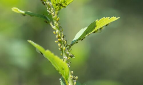 Pests to Watch Out For