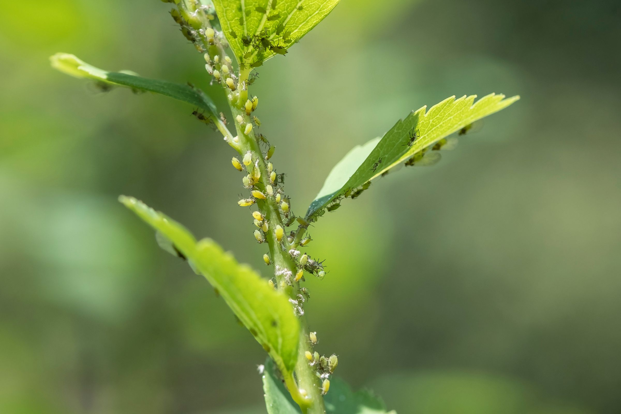 Pests to Watch Out For