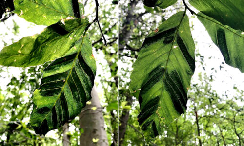 tree leaves infected with beech leaf disease