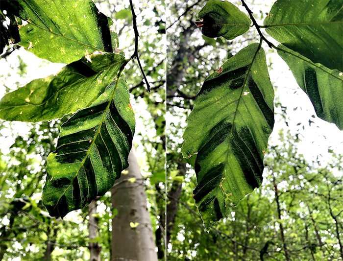 tree leaves infected with beech leaf disease